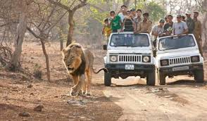 Gir National Park Lion Safari – 6 Hours Adventure