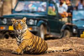 Jim Corbett Safari